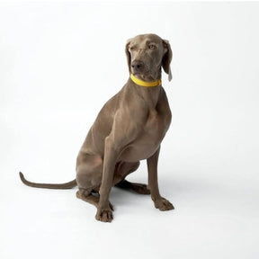 Coleira Para Cachorro De Couro Ajustável